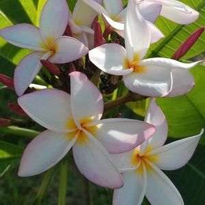 Meet your Posher, Carolyn